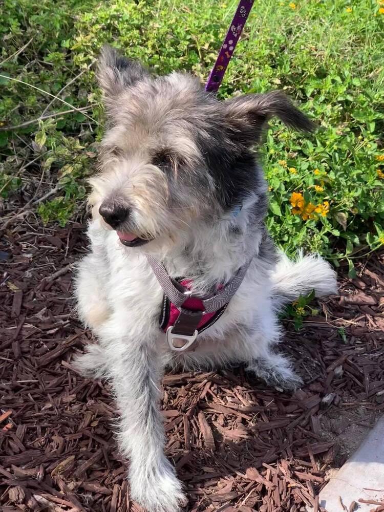 Abby, a Adoptable mixed breed in Mission Viejo, CA image 3/6