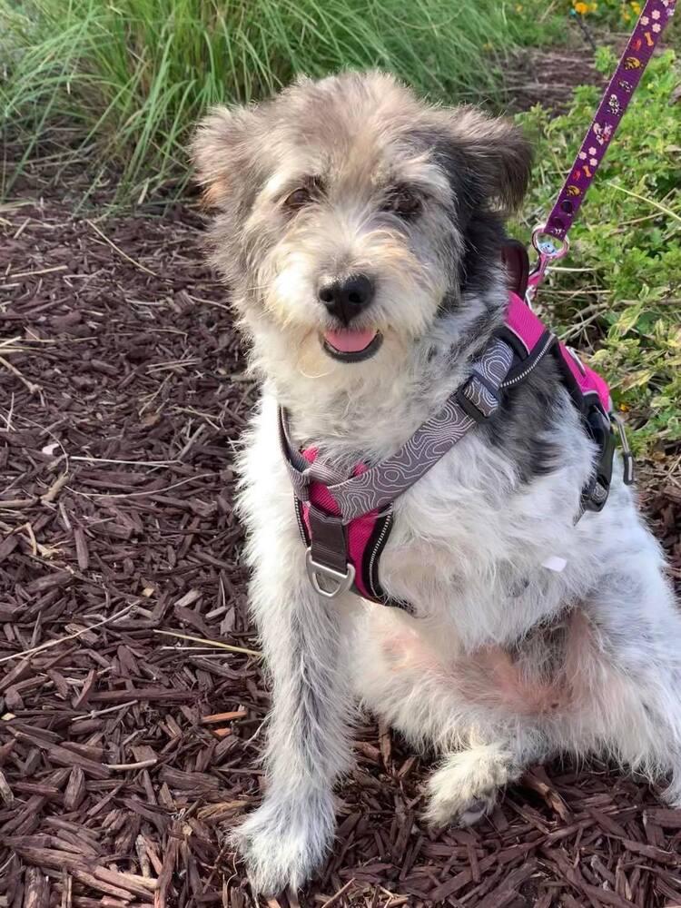 Abby, a Adoptable mixed breed in Mission Viejo, CA image 4/6