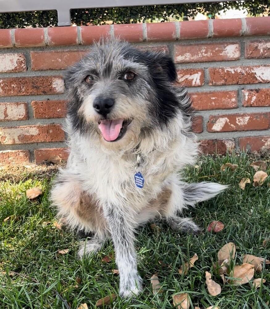 Abby, a Adoptable mixed breed in Mission Viejo, CA image 5/6