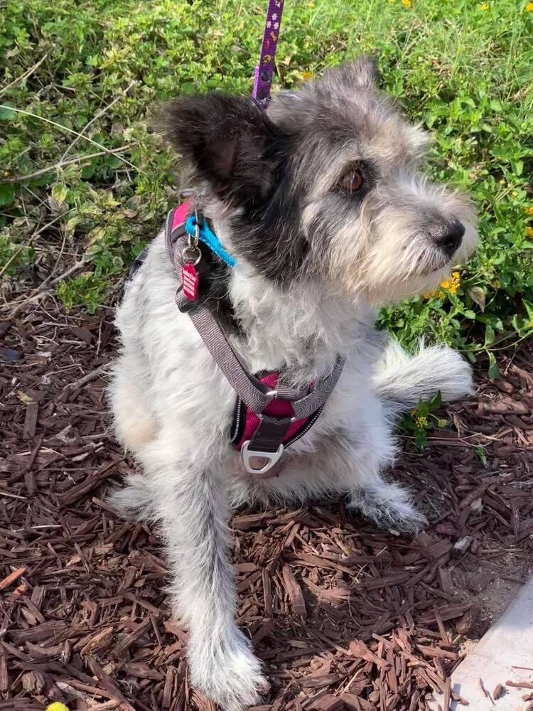 Abby, a Adoptable mixed breed in Mission Viejo, CA image 6/6
