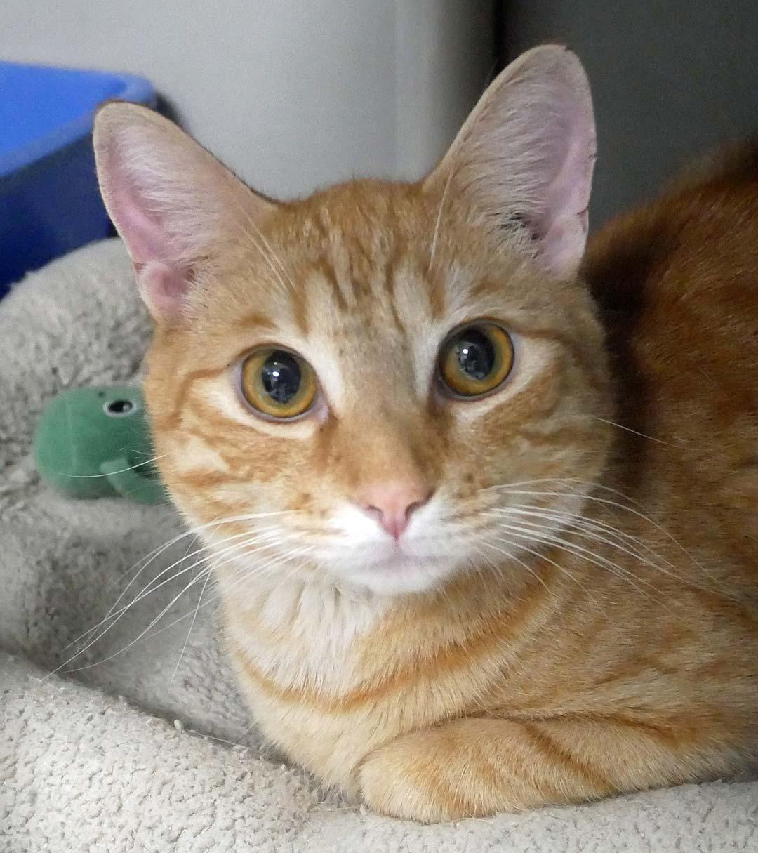 Cheeze it, an adopted Domestic Short Hair in Bloomingdale, NJ image 2/2