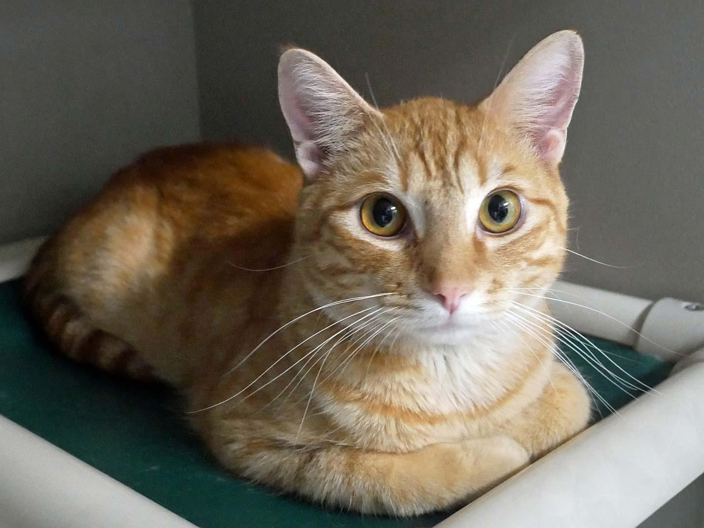Cheeze it, adopted, Young Male Domestic Short Hair.