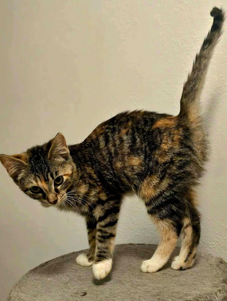 Daisy, Adoptable, Kitten Female Calico.