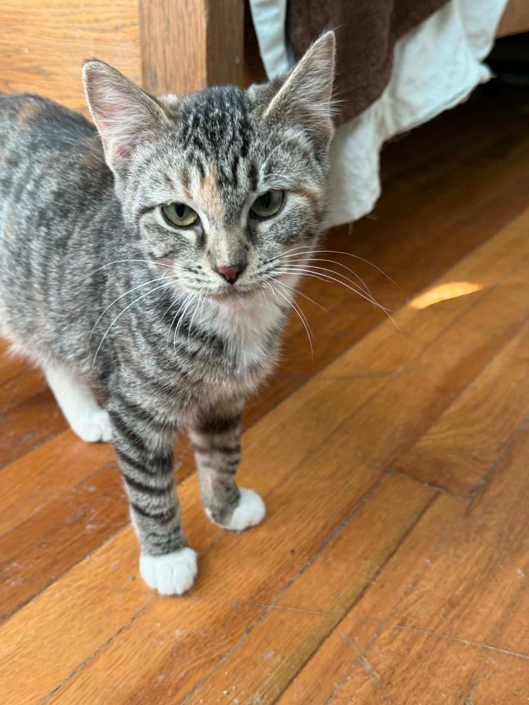 Enlarge Daisy, a Adoptable Calico in Miami, OK image 2/4