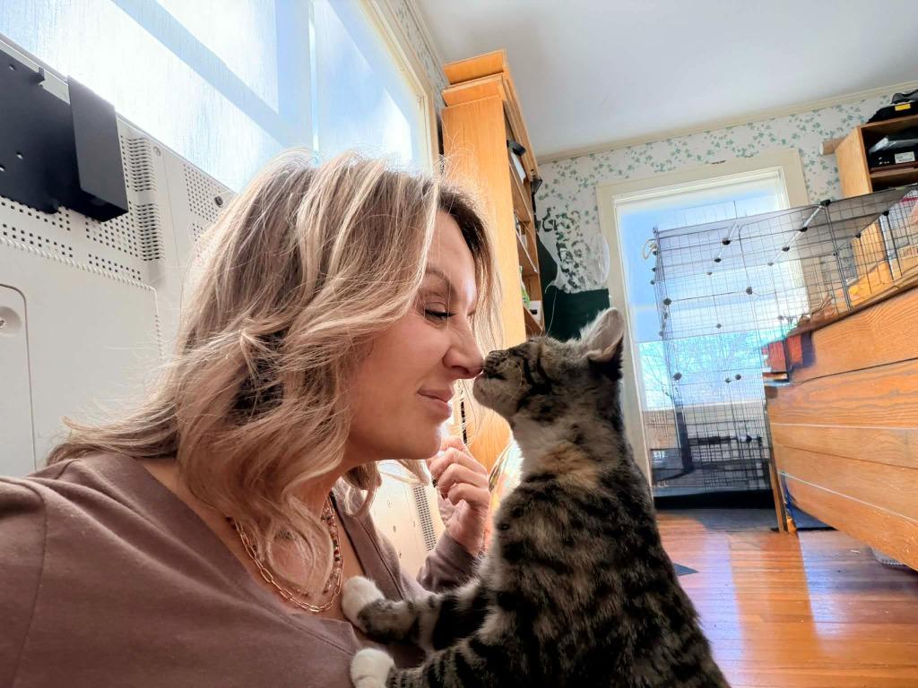 Enlarge Daisy, a Adoptable Calico in Miami, OK image 3/4