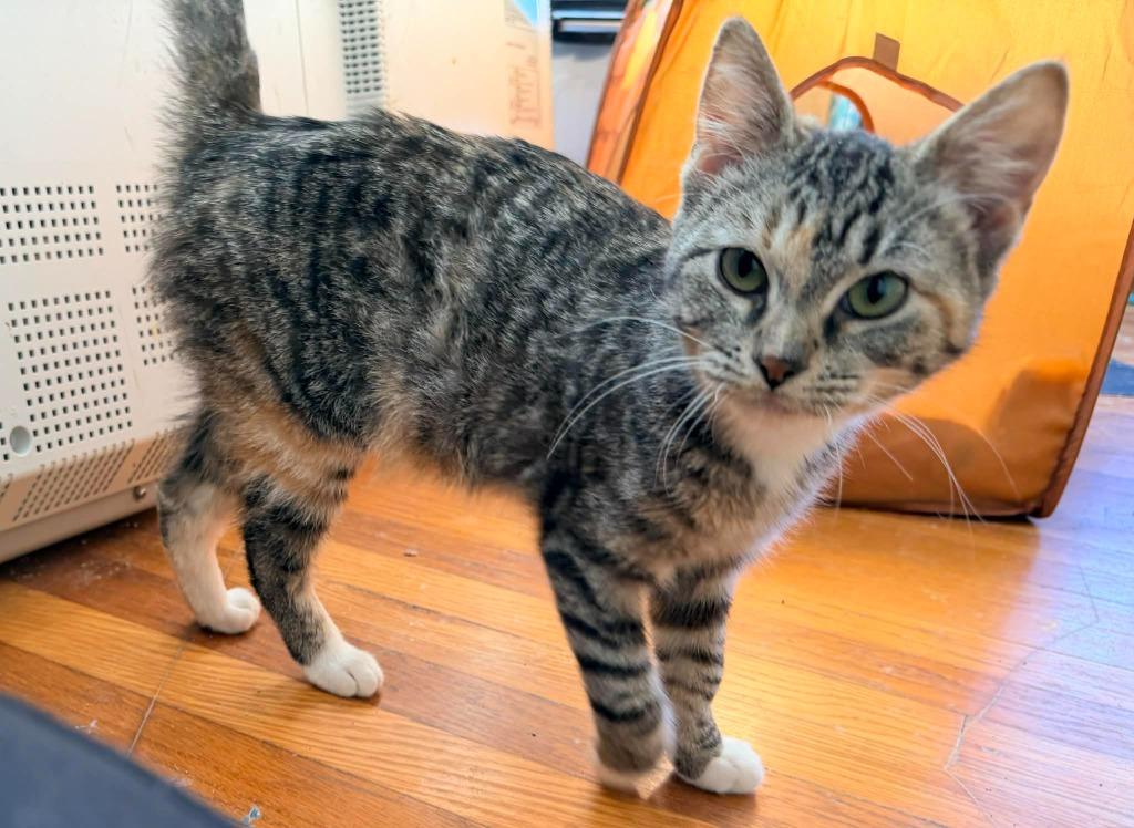 Enlarge Daisy, a Adoptable Calico in Miami, OK image 4/4