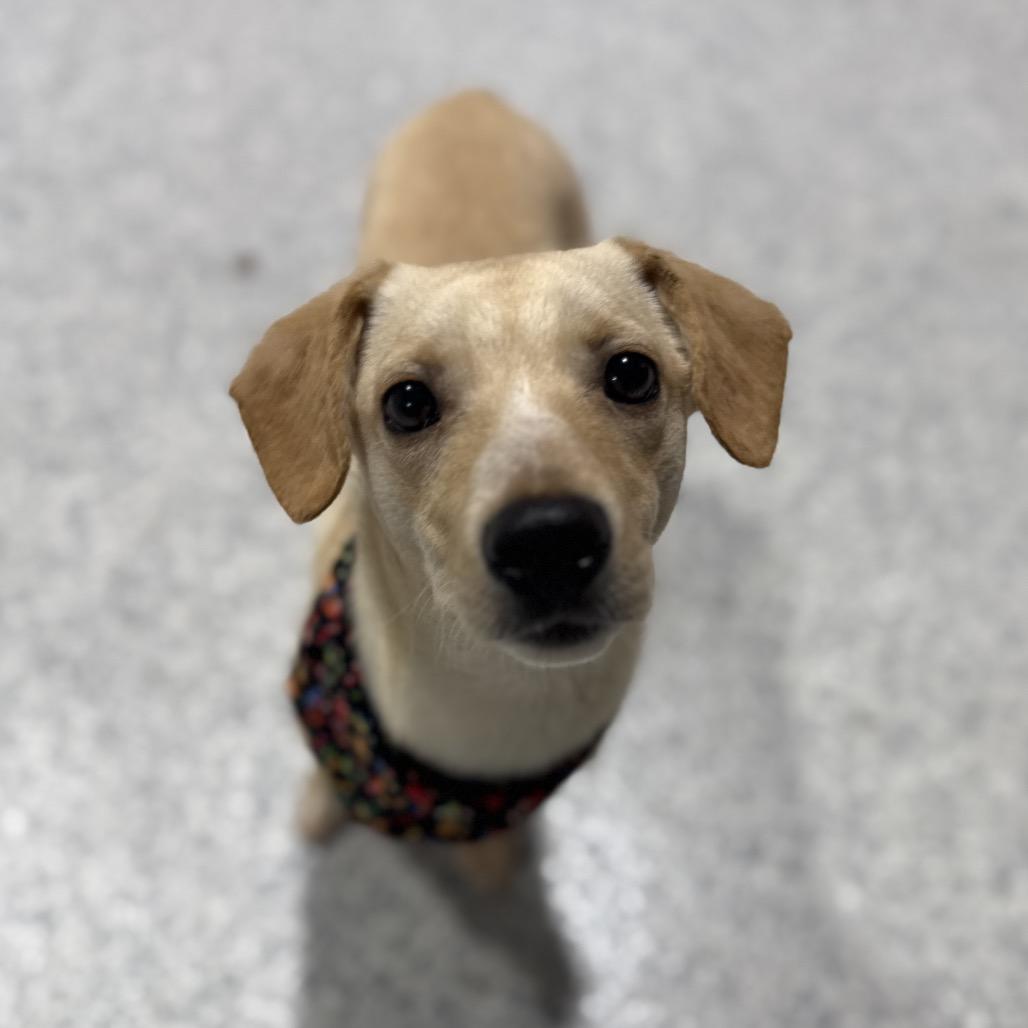 Enlarge Pongo, a Adoptable mixed breed in Newberg, OR image 1/6