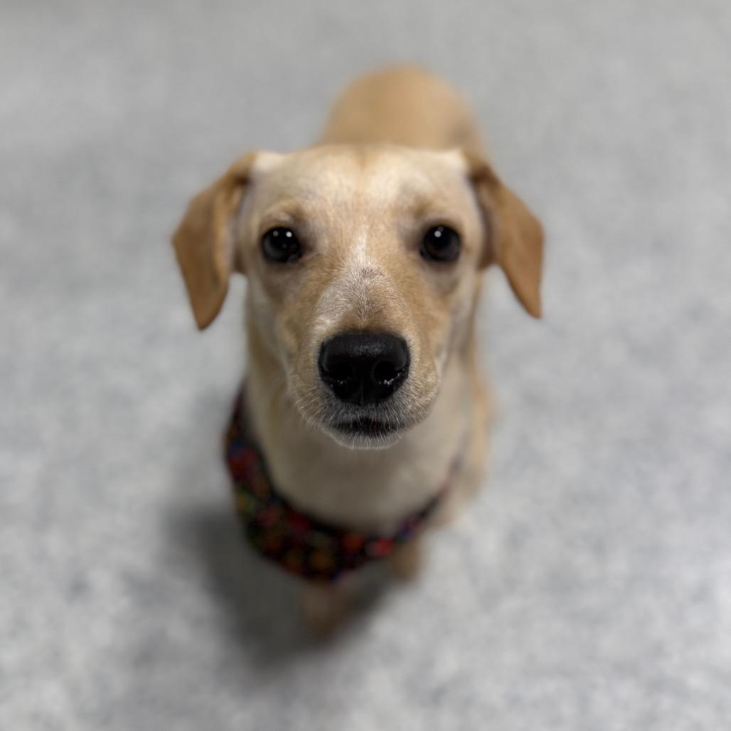 Enlarge Pongo, a Adoptable mixed breed in Newberg, OR image 2/6