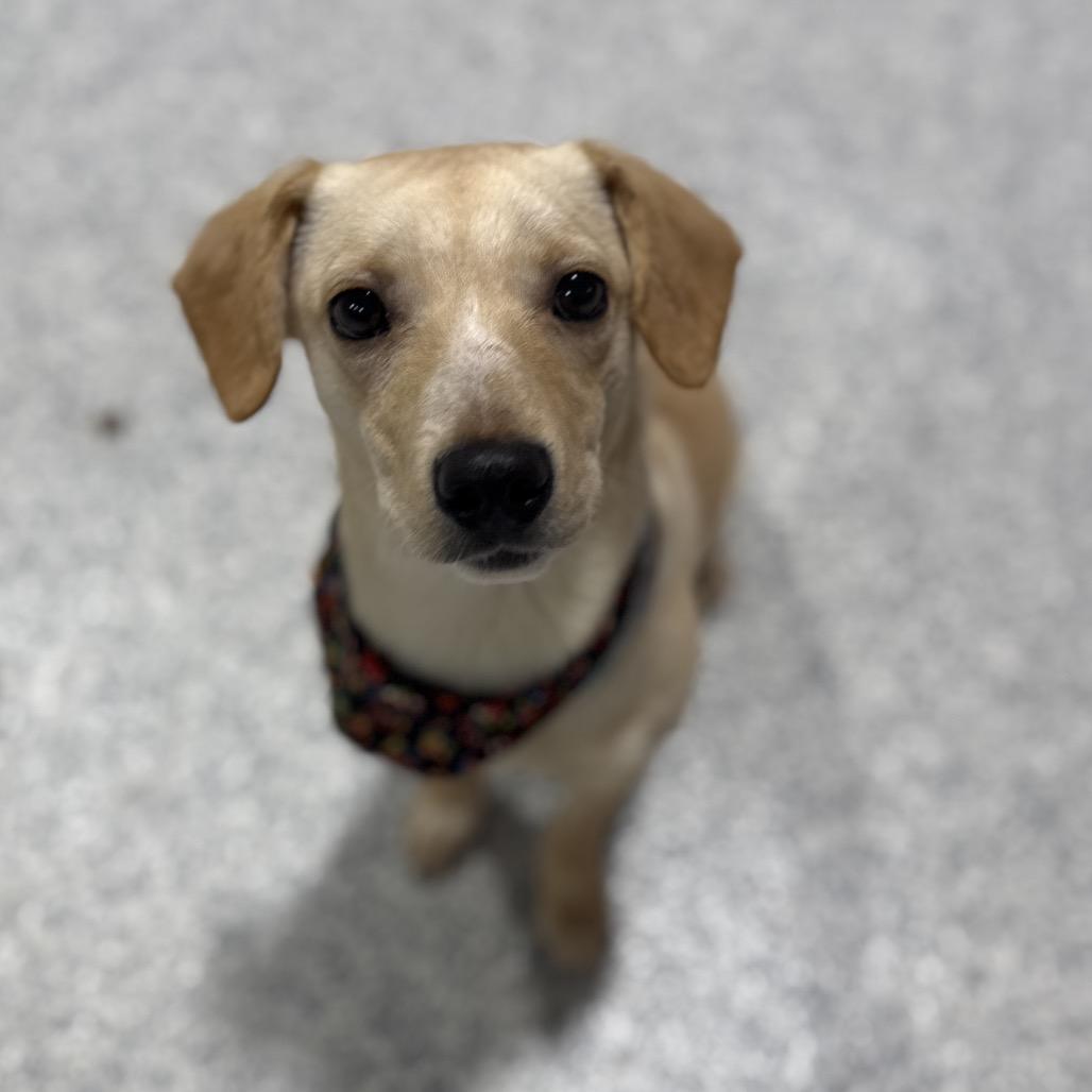 Enlarge Pongo, a Adoptable mixed breed in Newberg, OR image 3/6