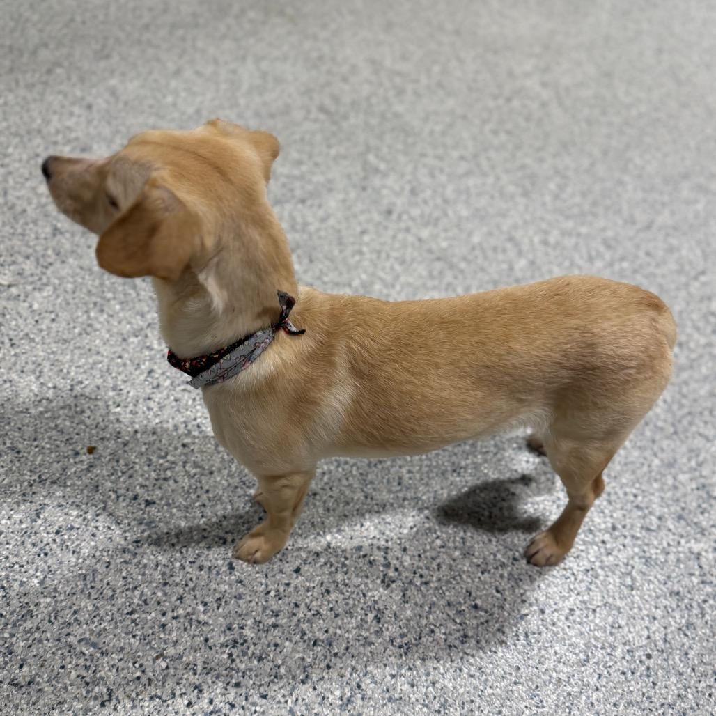 Enlarge Pongo, a Adoptable mixed breed in Newberg, OR image 4/6