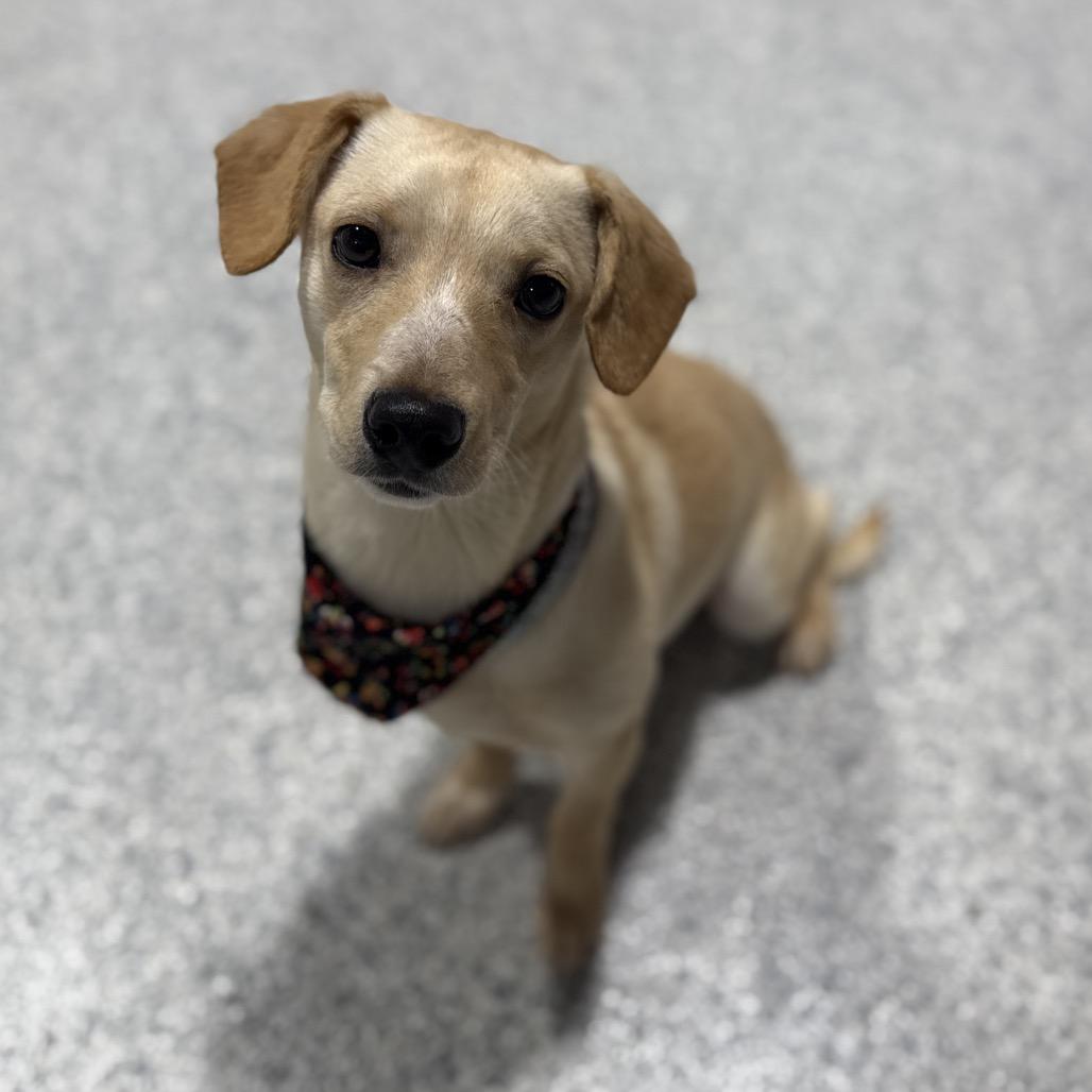 Enlarge Pongo, a Adoptable mixed breed in Newberg, OR image 5/6