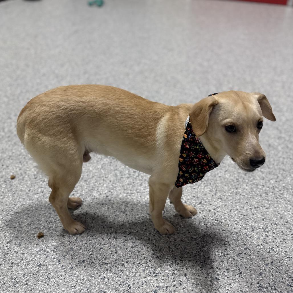 Enlarge Pongo, a Adoptable mixed breed in Newberg, OR image 6/6