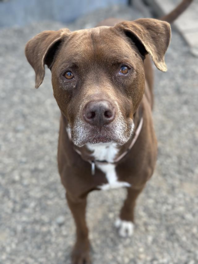 ZEUS, Adoptable, Senior Male Labrador Retriever & Pit Bull Terrier.