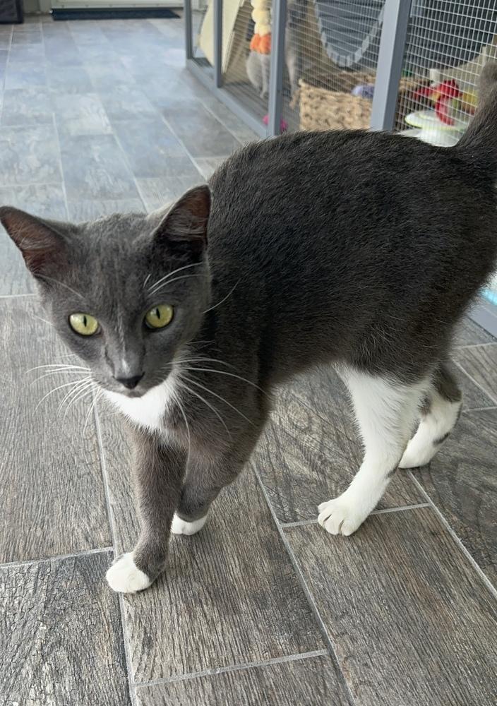 Smokey, a Adoptable Domestic Short Hair in Orlando, FL image 1/3