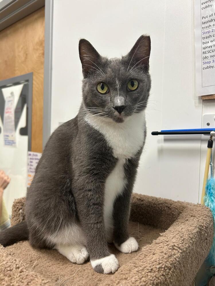 Enlarge Smokey, a Adoptable Domestic Short Hair in Orlando, FL image 2/6