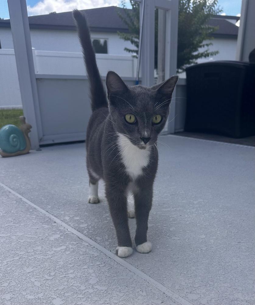 Smokey, a Adoptable Domestic Short Hair in Orlando, FL image 2/3