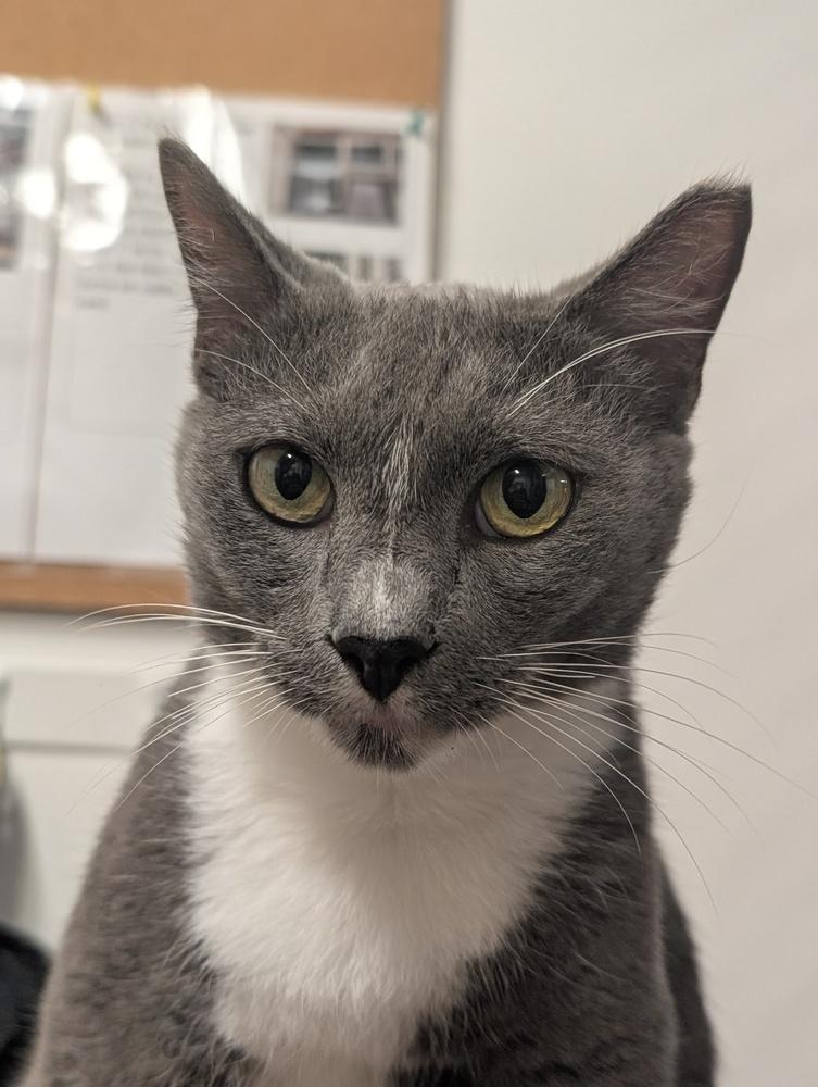 Smokey, a Adoptable Domestic Short Hair in Orlando, FL image 3/6