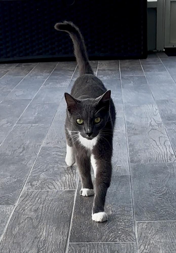 Smokey, a Adoptable Domestic Short Hair in Orlando, FL image 3/3