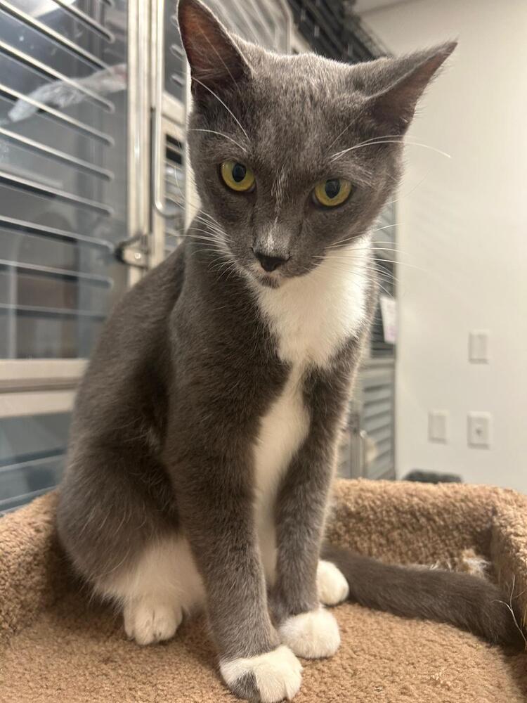 Smokey, a Adoptable Domestic Short Hair in Orlando, FL image 5/6