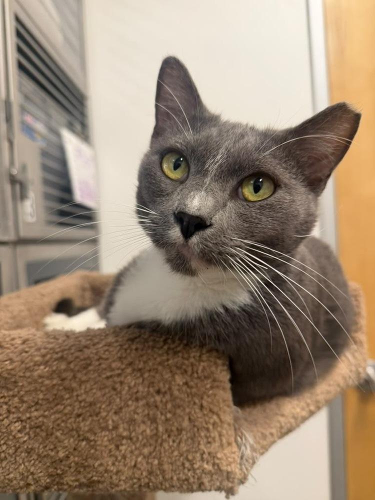 Smokey, a Adoptable Domestic Short Hair in Orlando, FL image 6/6