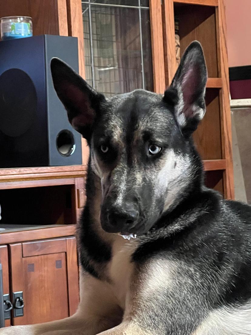 Jager, Young Male Husky