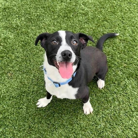Enlarge EVERETT, an adopted mixed breed in Cranston, RI image 1/1