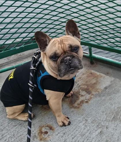 THEO KINGSLEY - pending