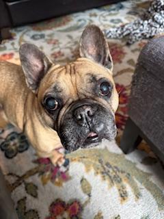 THEO KINGSLEY - pending