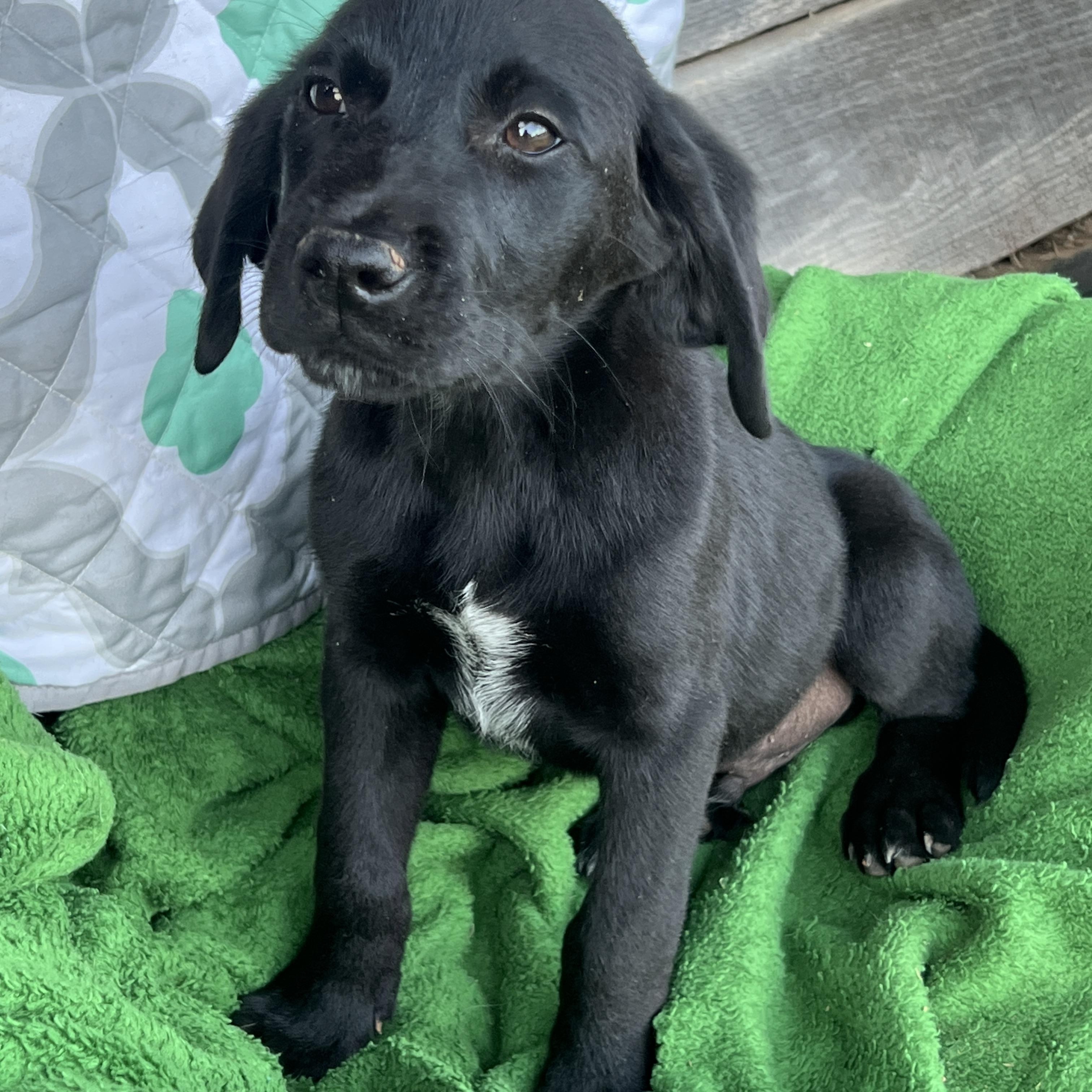Archer, Adopted, Puppy Male Labrador Retriever & Border Collie.