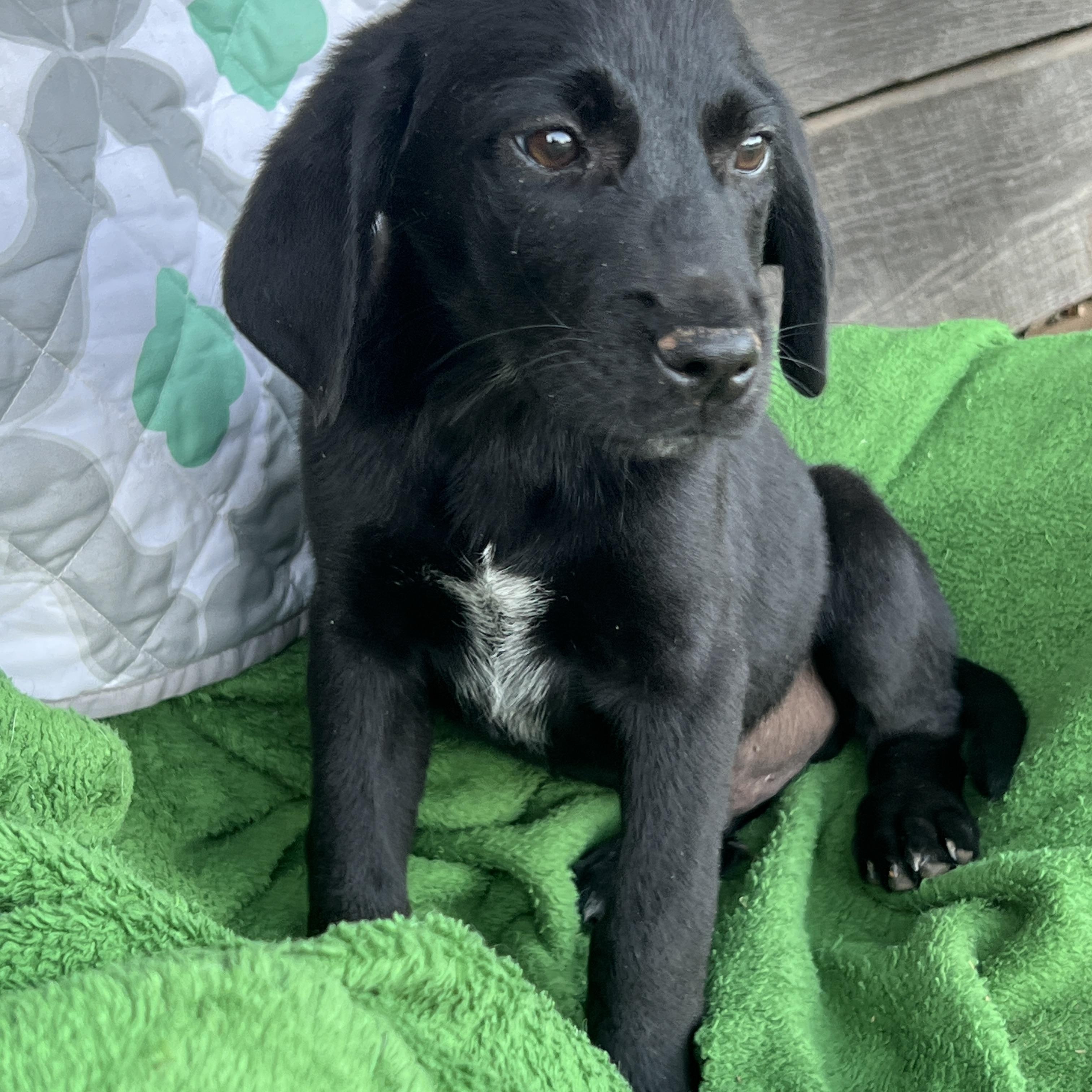 Enlarge Archer, a Adopted mixed breed in Smithfield , RI image 2/5
