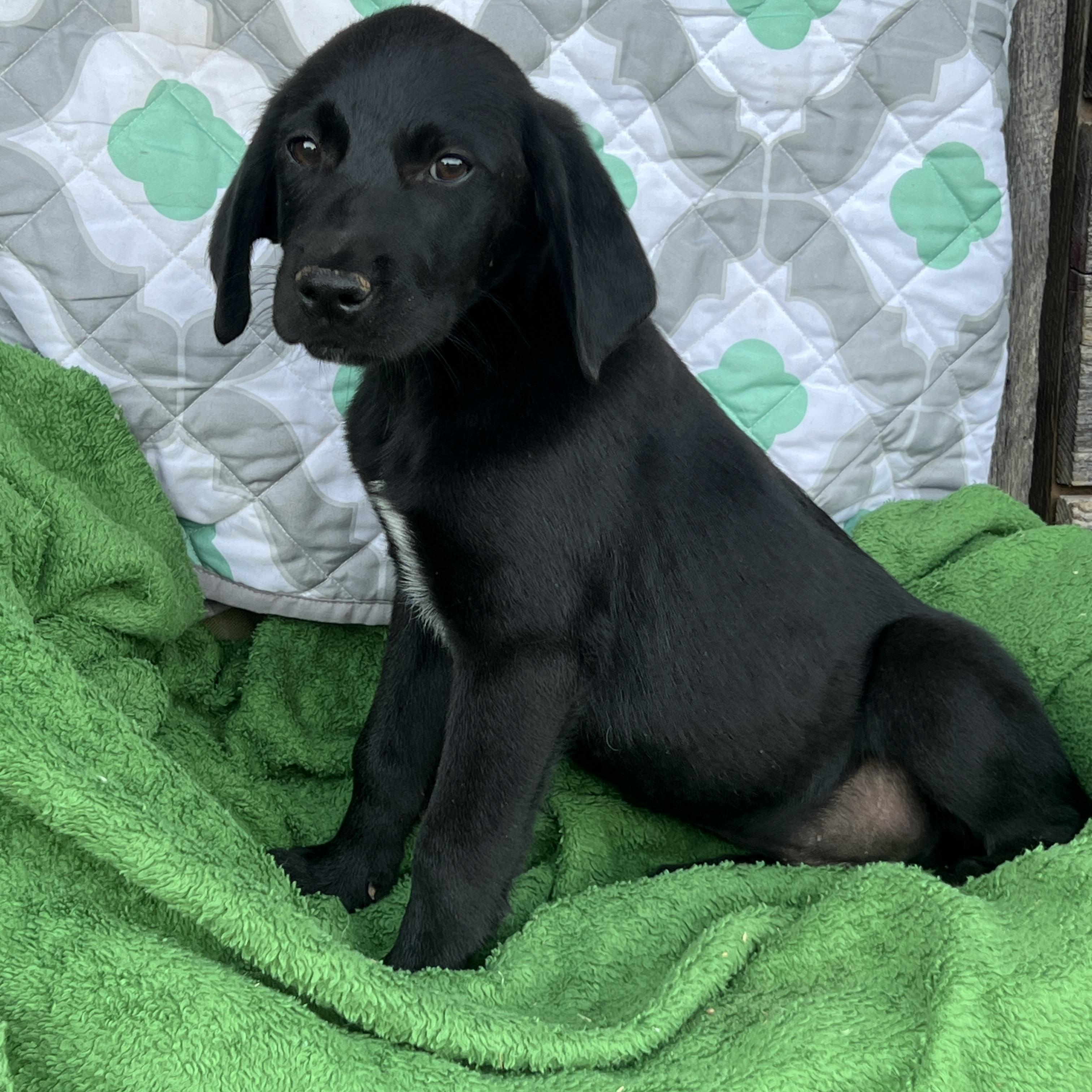 Enlarge Archer, a Adopted mixed breed in Smithfield , RI image 5/5