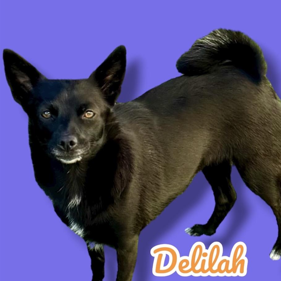 Delilah, a Adoptable mixed breed in Scottsdale, AZ image 2/2