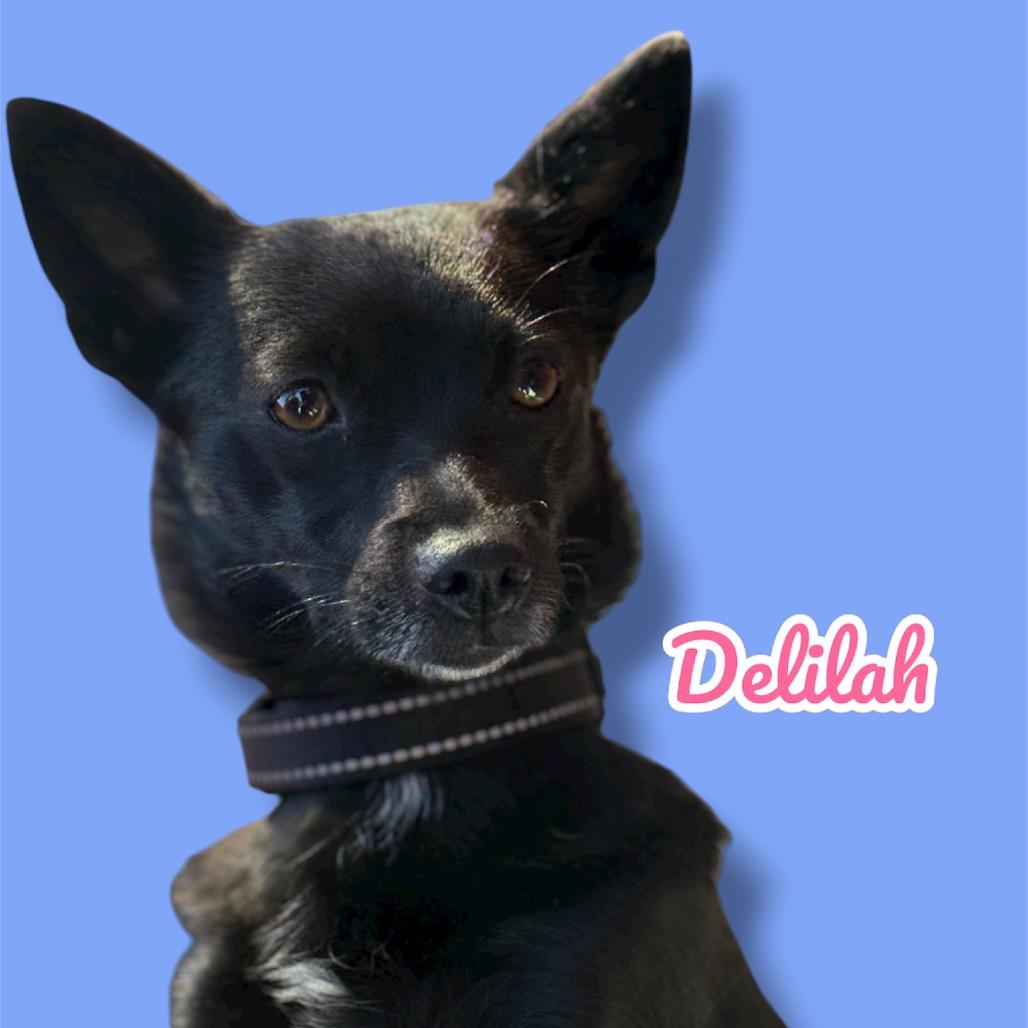 Enlarge Delilah, a Adoptable mixed breed in Scottsdale, AZ image 3/3