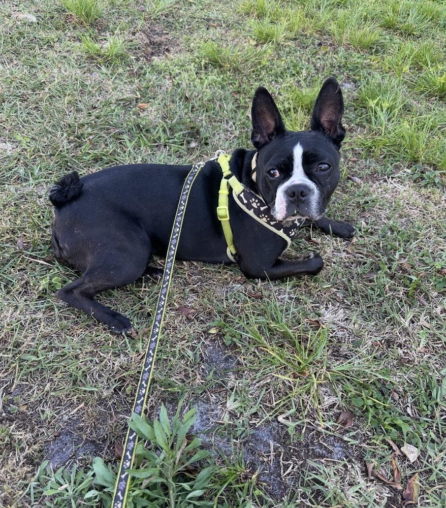 Pepper Potts - 4280 FL, Adopted, Adult Female Boston Terrier.