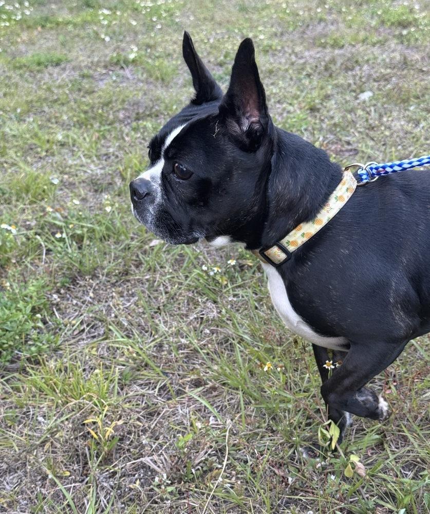 Pepper Potts - 4280 FL, a Adopted Boston Terrier in Maryville, TN image 2/5