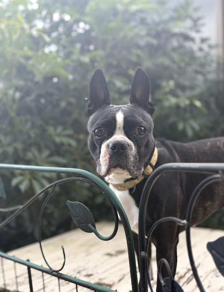 Pepper Potts - 4280 FL, a Adopted Boston Terrier in Maryville, TN image 3/5