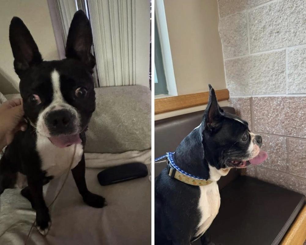 Pepper Potts - 4280 FL, a Adopted Boston Terrier in Maryville, TN image 4/5
