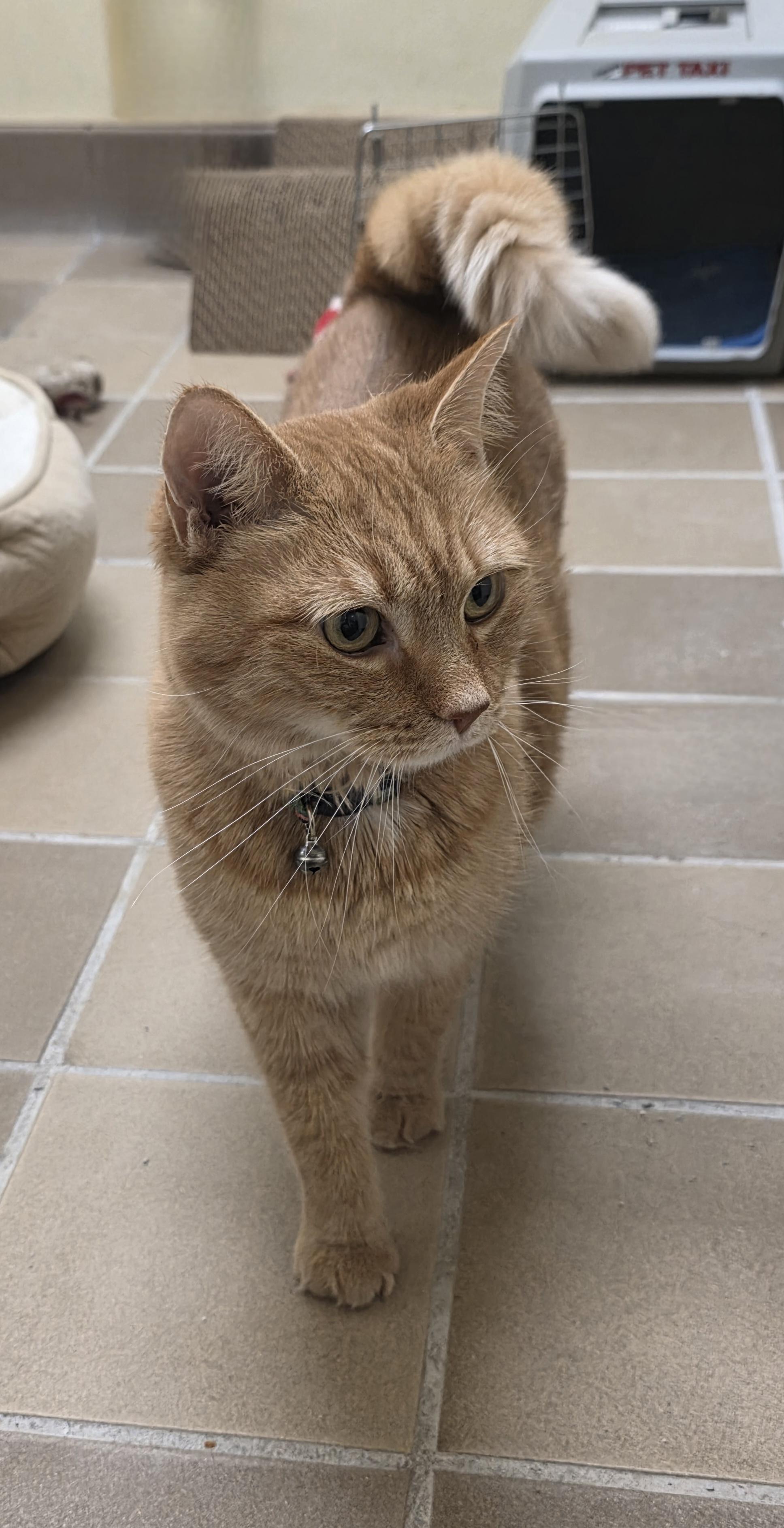 Enlarge Suki, a ADOPTABLE Domestic Short Hair in Temple, PA image 4/5