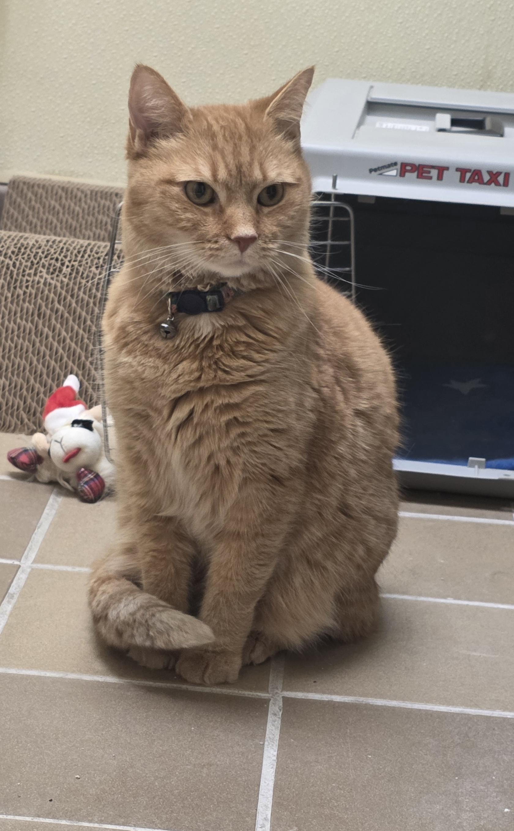 Suki, ADOPTABLE, Adult Female Domestic Short Hair.