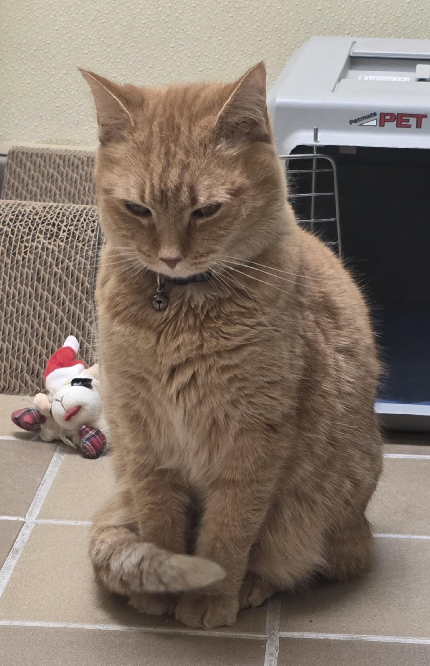 Enlarge Suki, a ADOPTABLE Domestic Short Hair in Temple, PA image 2/5