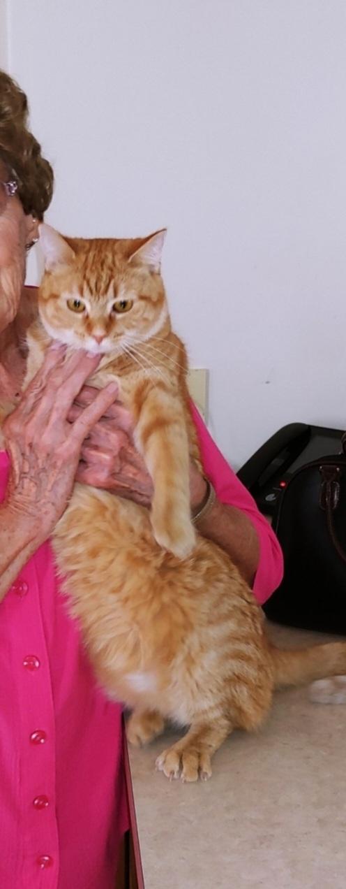 Enlarge Suki, a ADOPTABLE Domestic Short Hair in Temple, PA image 3/5