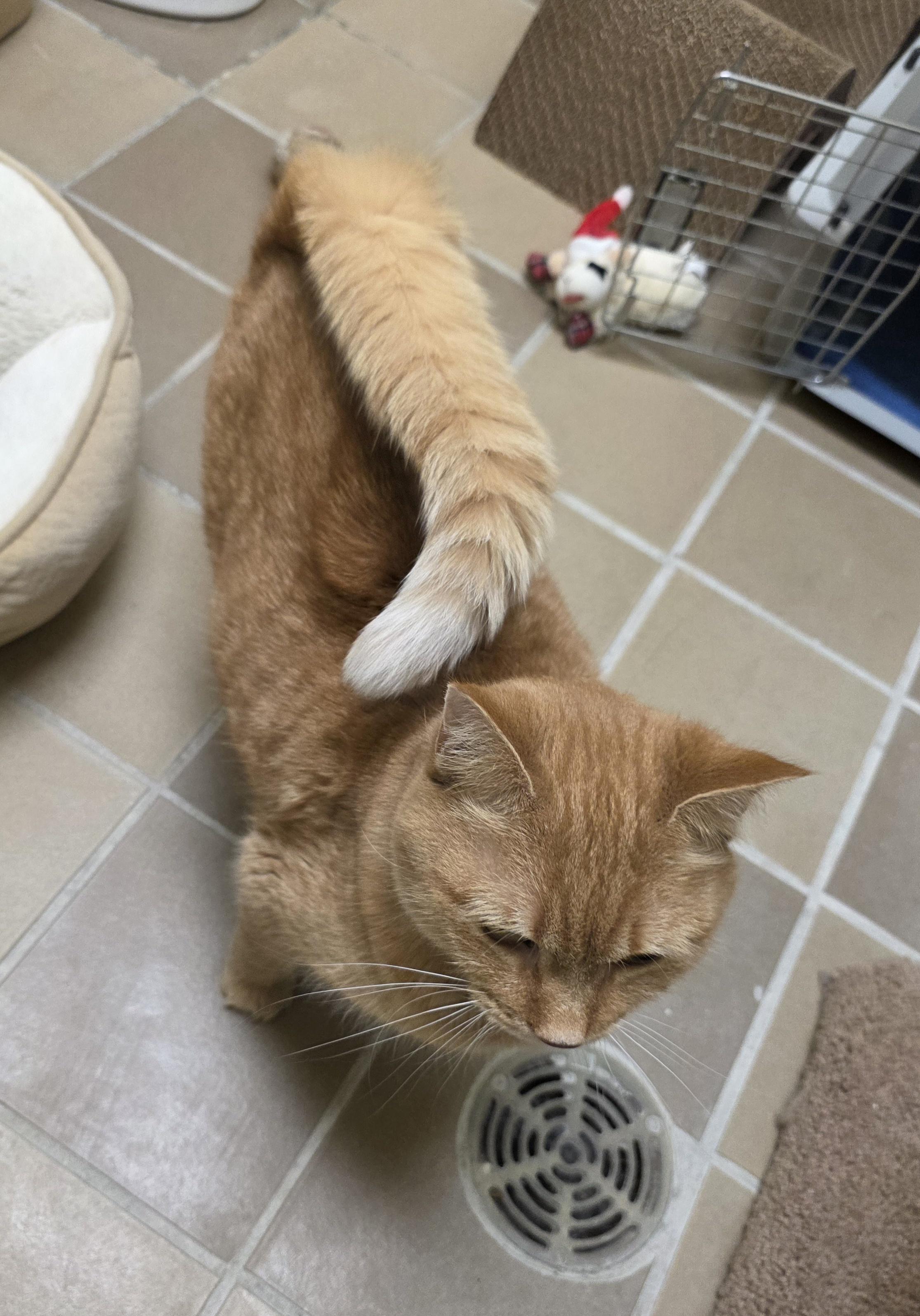 Enlarge Suki, a ADOPTABLE Domestic Short Hair in Temple, PA image 5/5