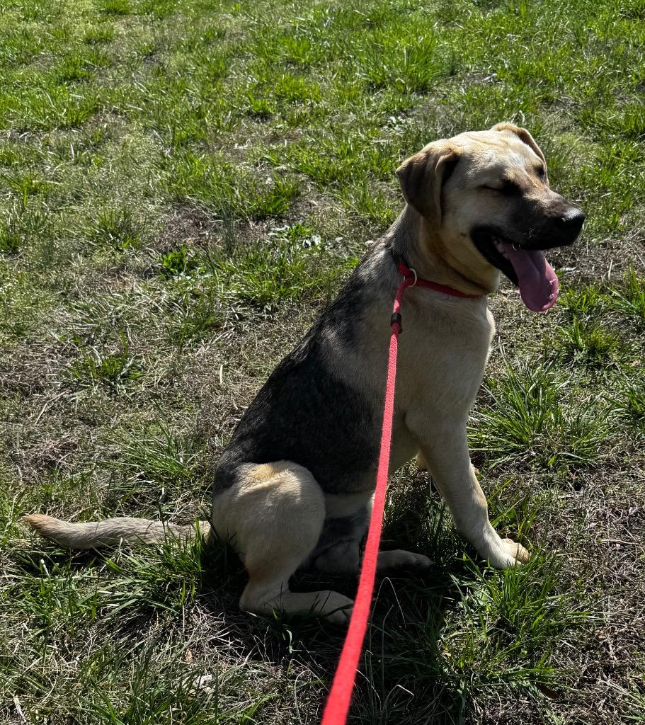 Pangolin, Adoptable, Puppy Male Anatolian Shepherd & Mixed Breed.