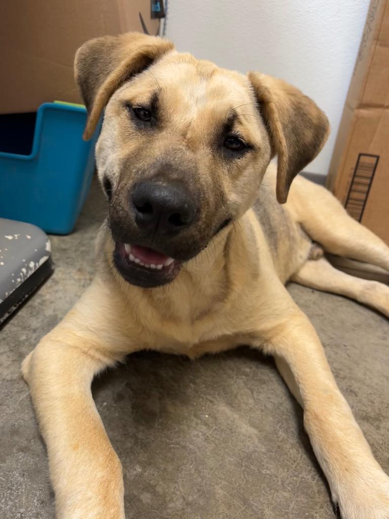 Enlarge Pangolin, a Adoptable mixed breed in Clinton, SC image 2/4