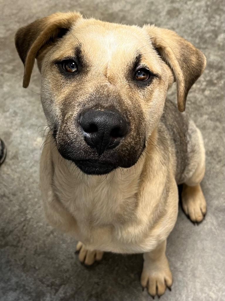 Enlarge Pangolin, a Adoptable mixed breed in Clinton, SC image 3/4