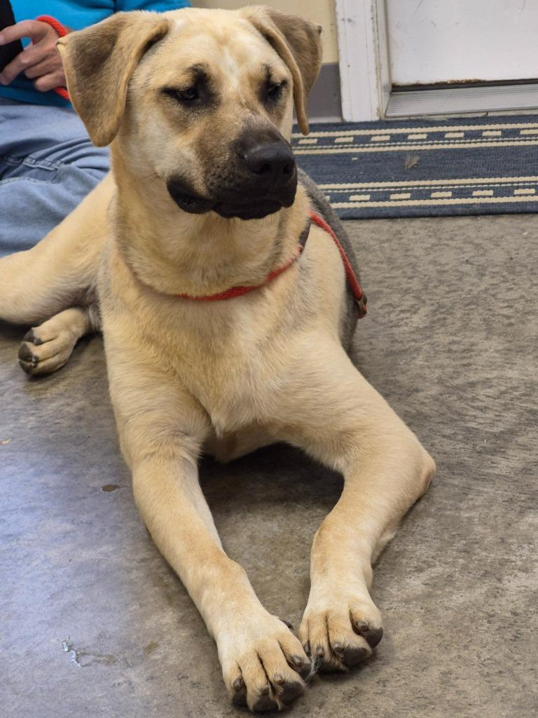 Enlarge Buddy, a Adoptable mixed breed in Clinton, SC image 4/6