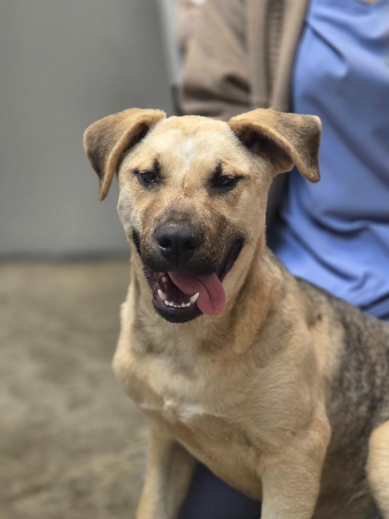 Enlarge Pangolin, a Adoptable mixed breed in Clinton, SC image 4/4