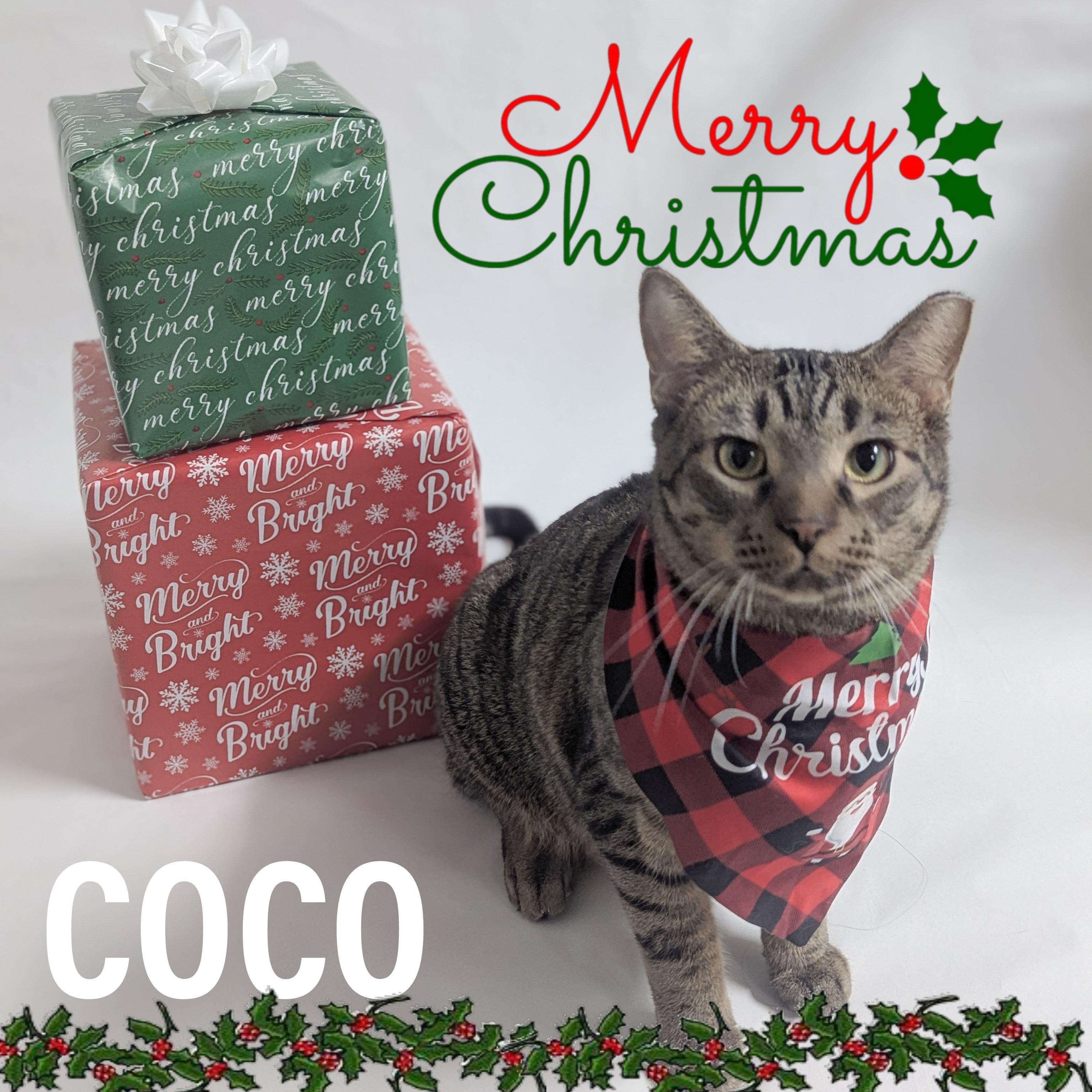 COCO, Adoptable, Adult Male Domestic Short Hair & Tiger.