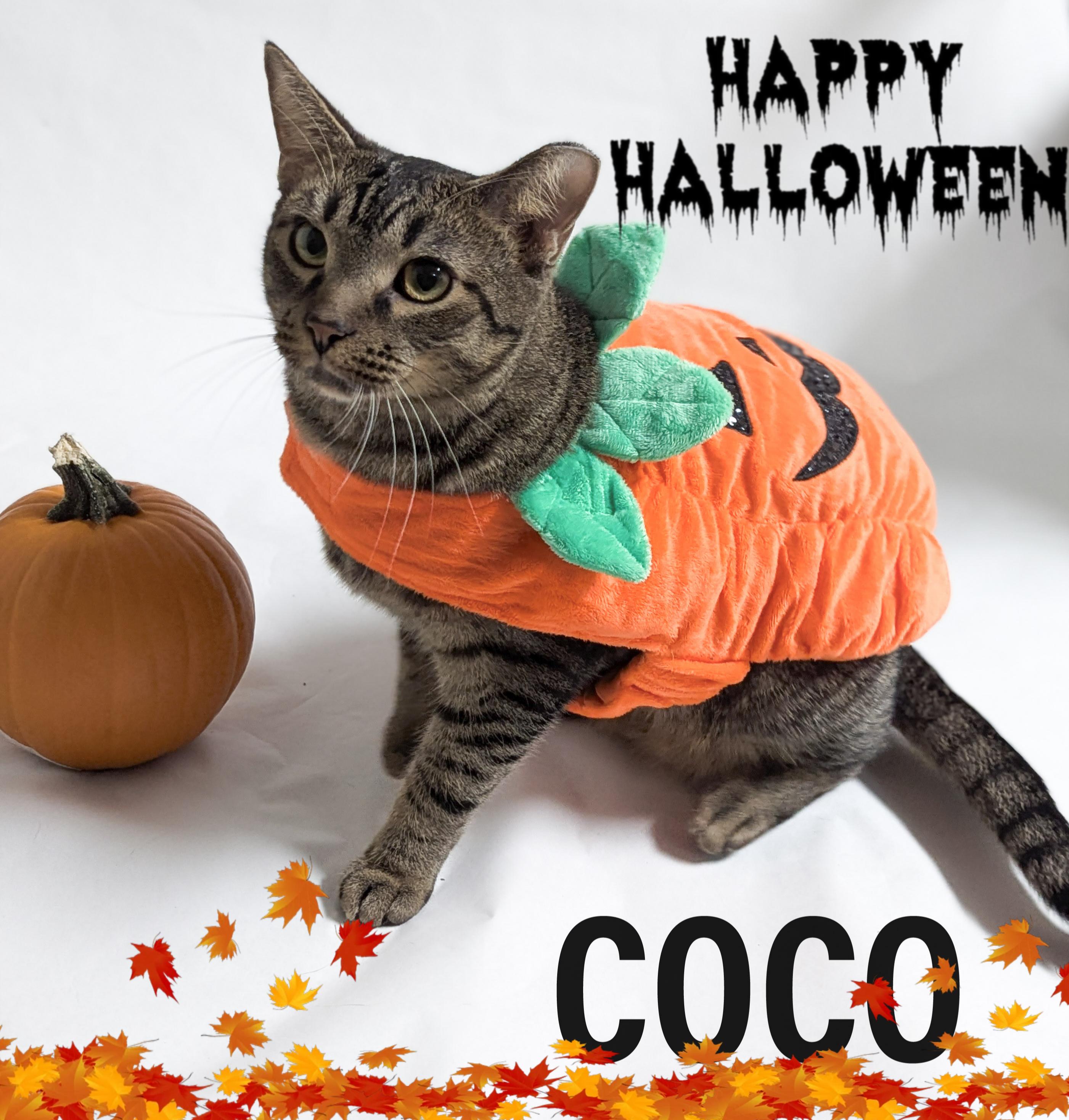 COCO