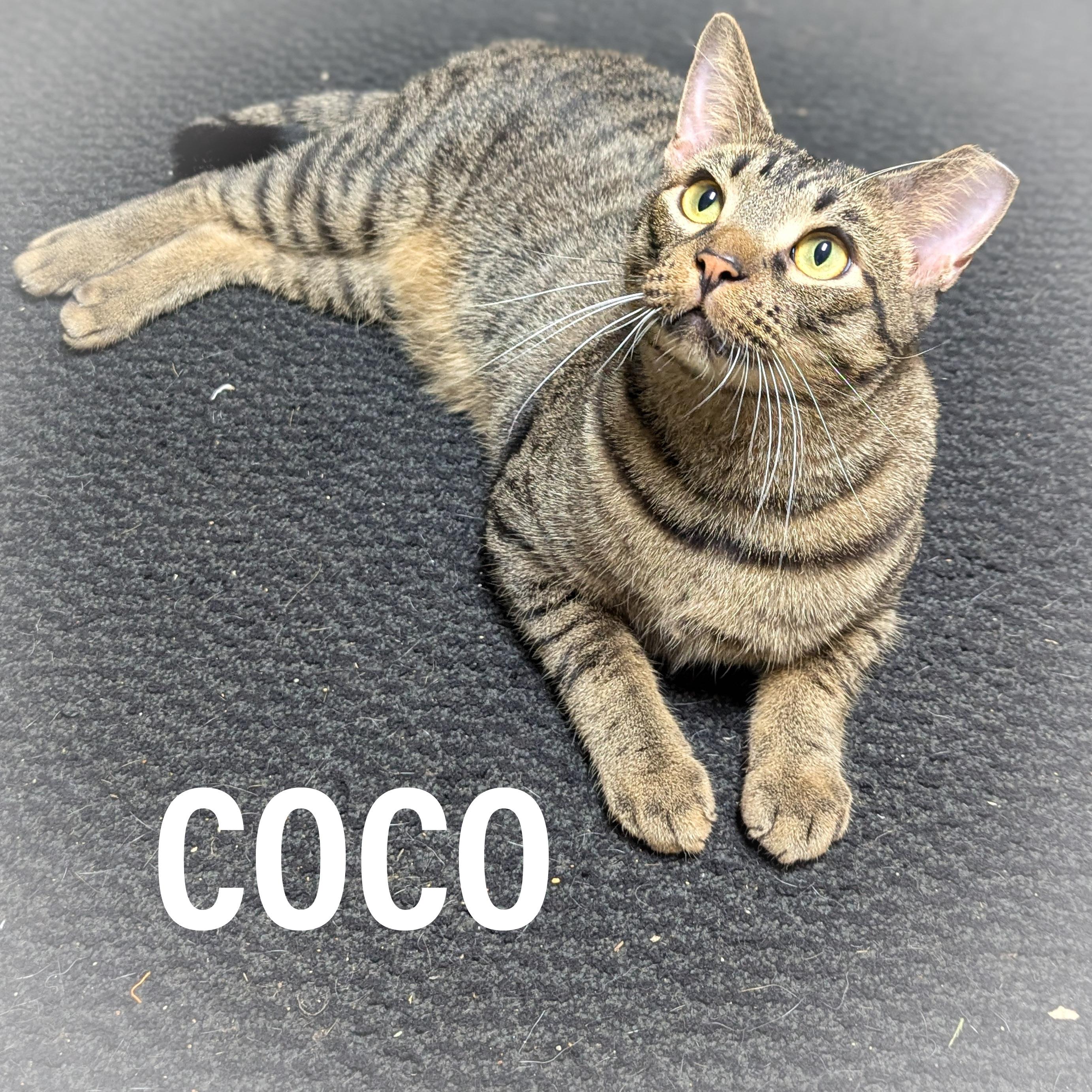 COCO, Adoptable, Adult Male Domestic Short Hair & Tiger.